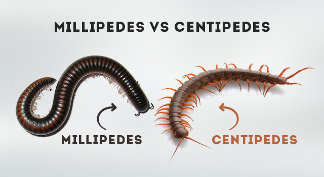 centipede and millipede pictures and facts